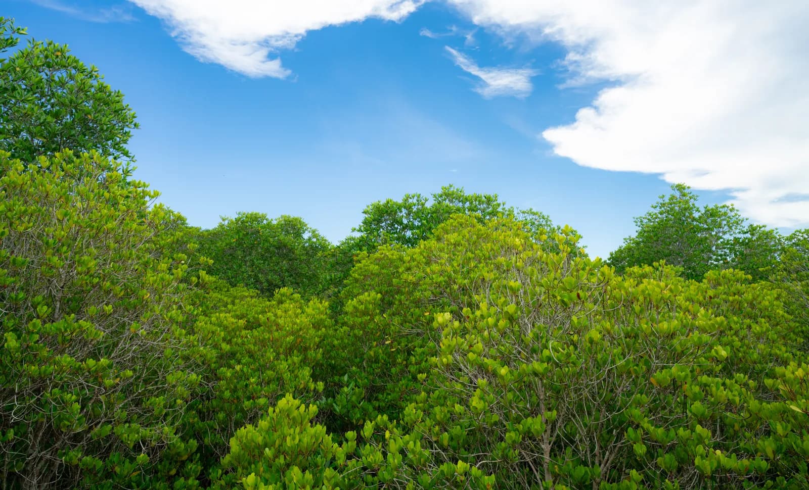 Environmental & Carbon